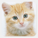 Suche nach tabby aufkleber Kätzchen