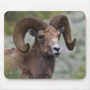 Suche nach widder mousepads Schaf