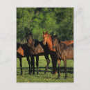 Suche nach thoroughbred postkarten Pferde