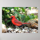 Suche nach rotbarsch poster Tierwelt