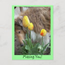 Suche nach collie postkarten Einlaufstelle