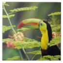 Suche nach zentralamerika fliesen Tier