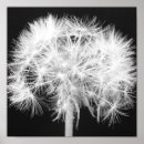 Suche nach dandelions poster Black and white