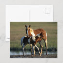 Suche nach chincoteague postkarten Wasser