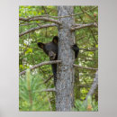 Suche nach bärenjunges poster Schwarzbär