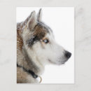 Suche nach husky postkarten Schneehund