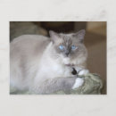 Suche nach ragdoll katzen postkarten Niedlich