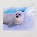 Suche nach robbe postkarten Wildtiere