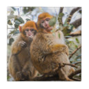 Suche nach affe fliesen Niedlich