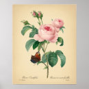 Suche nach redoute poster Blume