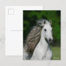 Suche nach stallion postkarten Grau