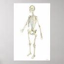 Suche nach skelettartig poster Medizinisch