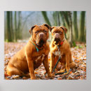 Suche nach mastiffs poster Für alle