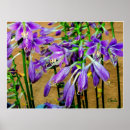 Suche nach hosta poster Blume