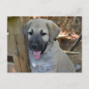 Suche nach welpen postkarten Niedlich