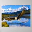 Suche nach denali poster Wild lebende tiere