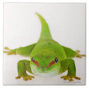 Suche nach madagaskar untersetzer Muscheln