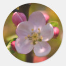 Suche nach apfelblüte aufkleber Frühling
