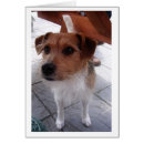 Suche nach jack russel postkarten Tier