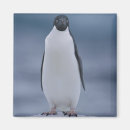 Suche nach adelie pinguin magnete Wild lebende tiere