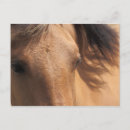 Suche nach braune augen postkarten Pferd