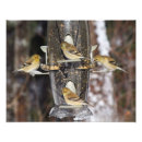 Suche nach pics poster Fotografie