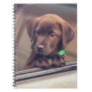 Suche nach schokolade kleine notizbücher Hund