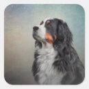 Suche nach bernese mountain dog aufkleber Niedlich