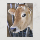 Suche nach milchkuh postkarten Tier