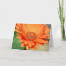 Suche nach orange gerbera karten Durchtränkt