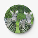 Suche nach zebra teller Jede person