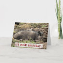 Suche nach wildschwein karten Tiere