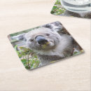 Suche nach koala bär untersetzer Tier