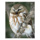 Suche nach eule im baum poster Vogel