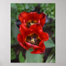 Suche nach rote tulpen poster Naturfotografie