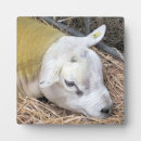 Suche nach schaf fotoplatten Bauernhof