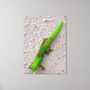 Suche nach madagaskar leinwandbilder Reptil