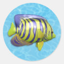 Suche nach angelfish Tropisch