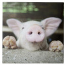 Suche nach ferkel fliesen Tier