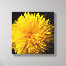 Suche nach löwenzahn poster leinwandbilder Sommer