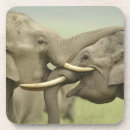 Suche nach asiatischer elefant untersetzer Nationalpark