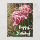 Suche nach weiße tulpen Rosa
