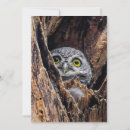 Suche nach gepunktete eule postkarten Wald
