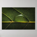 Suche nach wasser pflanze poster Botanisch