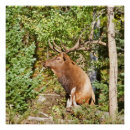 Suche nach rocky mountain nationalpark poster Tierwelt