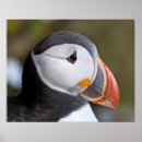 Suche nach seevögel poster Puffin