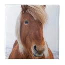 Suche nach equus caballus fliesen Pferd