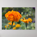 Suche nach orange blumen poster Blumenreich