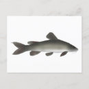 Suche nach goldfische postkarten Fischerei