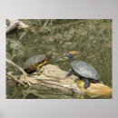 Suche nach gemalte schildkröte Schildkröten